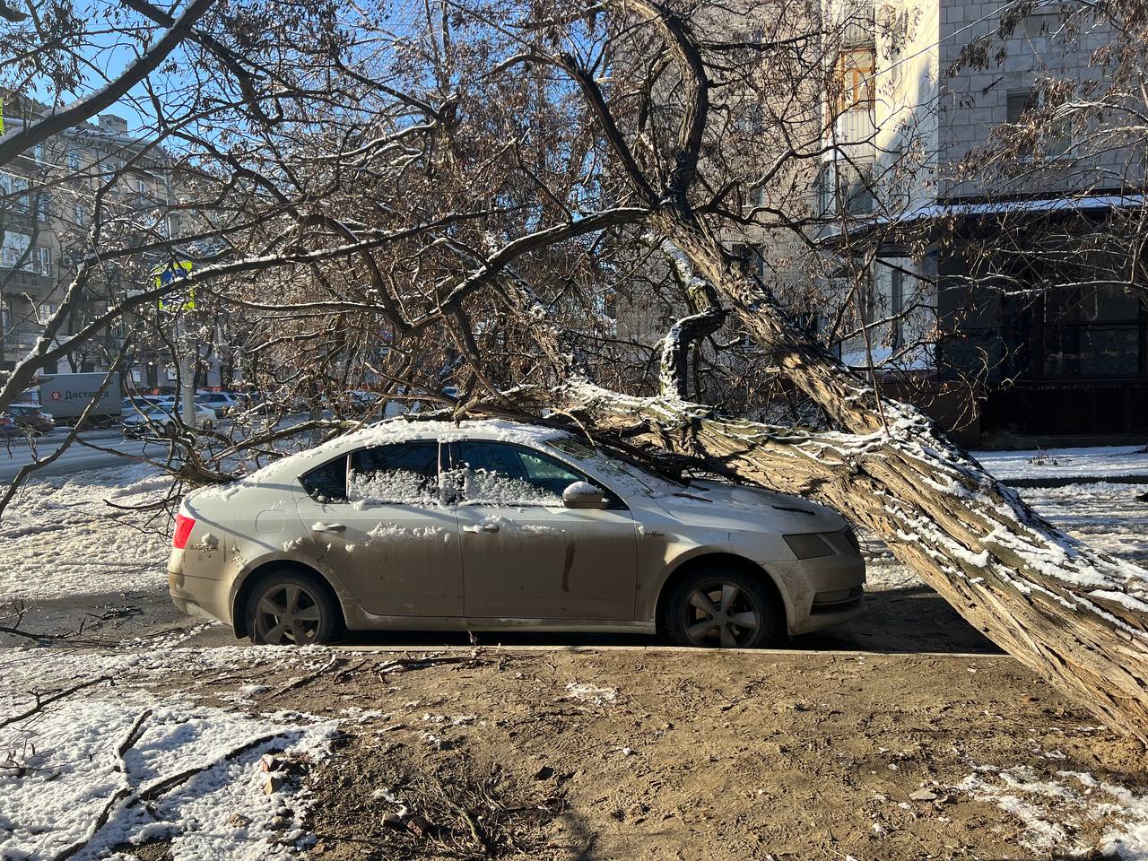 В Волгограде на припаркованный автомобиль рухнуло дерево